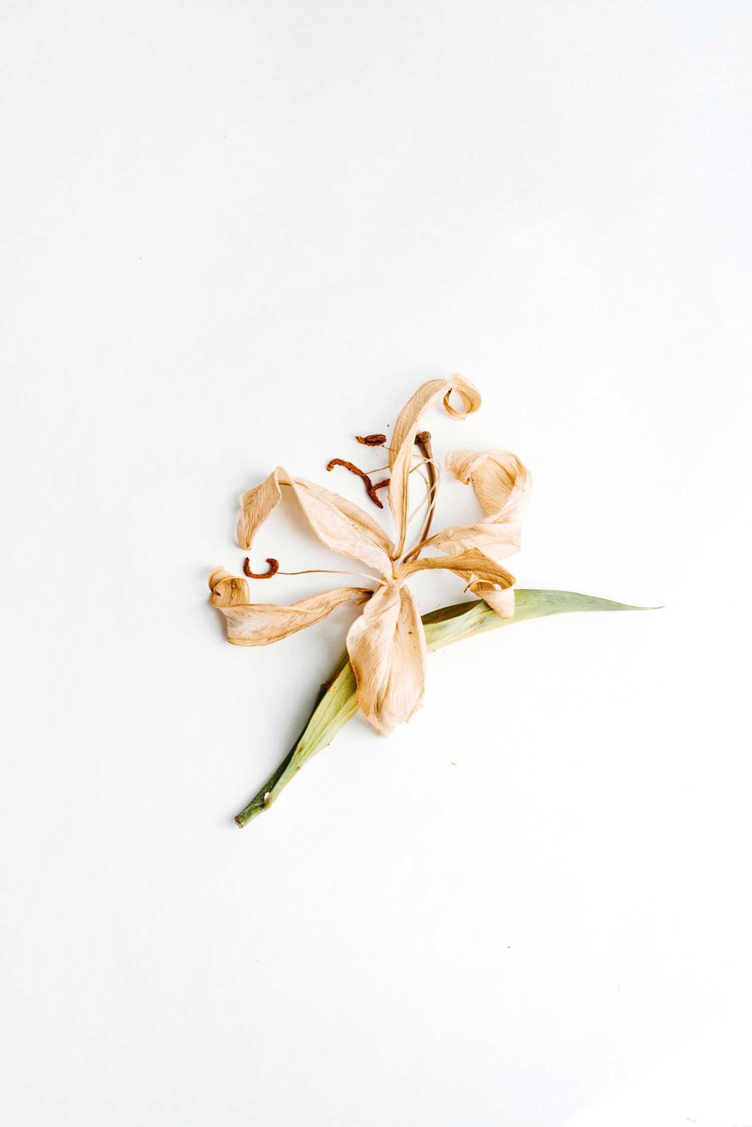 A vanilla orchid flower from a Madagascar vanilla plant, showing the source of Specks Vanilla extract